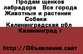 Продам щенков лабрадора - Все города Животные и растения » Собаки   . Калининградская обл.,Калининград г.